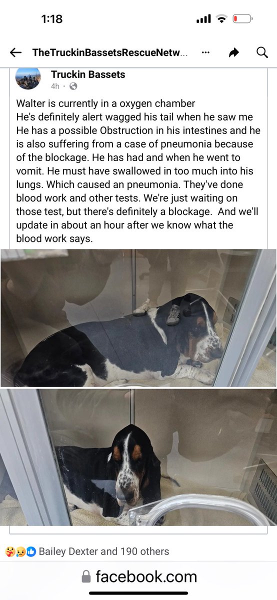 <a href="/Truckin_Bassets/">TheTruckinBassets</a> Walter is in an oxygen chamber w/a blockage &amp; if he can’t pass it, will need surgery. His dad rescues more bassets than anyone &amp; now, needs our help. Please pray &amp;consider a donation to help with vet bills that are mounting. You can donate TheTruckinBassets.com/shop