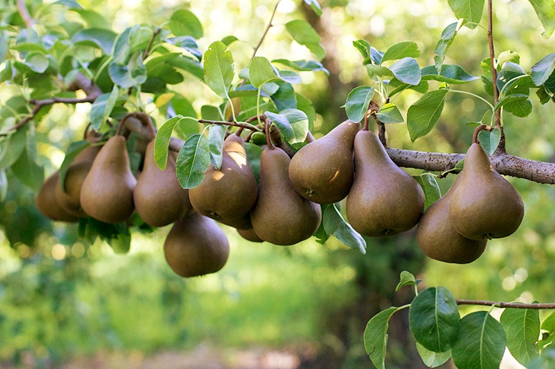 Do you know what Greek poet Homer referred to pears as?
A) "The sweetest gift"
B) "The goddess' gift"
C) “A gift of the gods”
D) "A gift of goddess'"