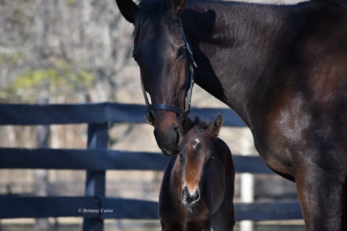 We are pleased to welcome this stunning Constitution filly o/o Mother Goose Winner Zaajel 💕💖 @hissa_hamdan <a href="/WinStarFarm/">WinStar Farm</a>