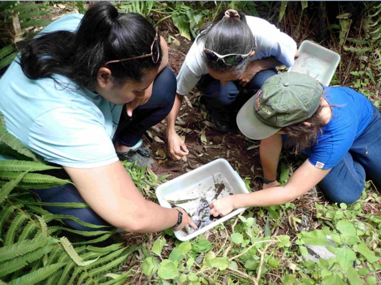 StHelenaPeaksNP's tweet image. Have you seen our Q3 Report for 2023/24? Be sure to check out the exciting progress made on the St Helena Cloud Forest Project between October and December 2023 across all project pillars in our Quarter 3 Report, available now via: ow.ly/n6i350QHu5K 
#SHCFP #ProgressReport