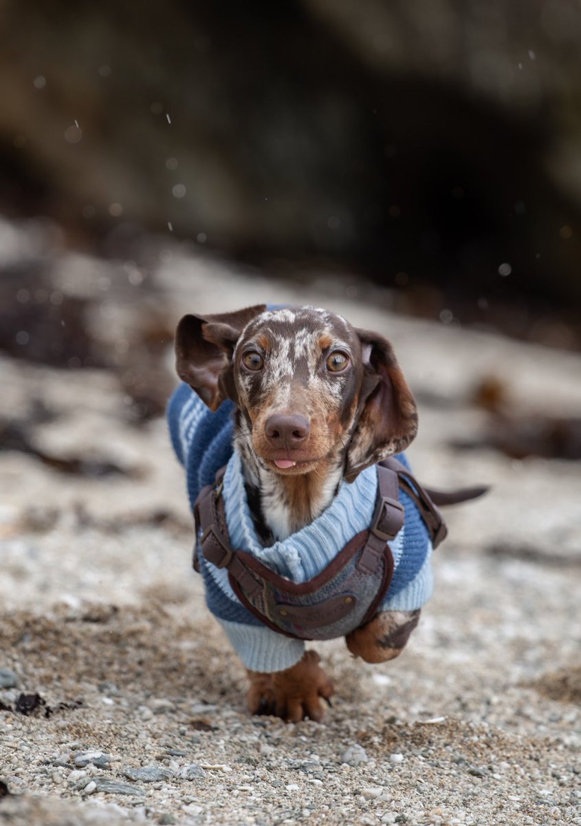 Living his best life at his fav beach 🐾