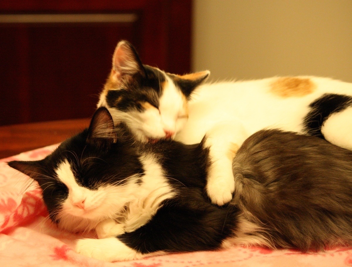 Kitty archives ♡ (@puppierz) on Twitter photo 
