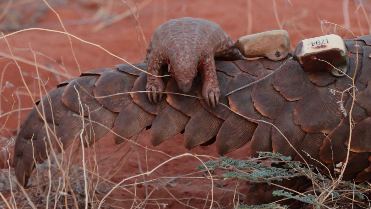 The Tswalu Foundation continues to support research into Temminck's #pangolin. Find out more:  l8r.it/lHB7 #Tswalu #TswaluFoundation ##PangolinConservation #PangolinResearch #Wildlife #Nature