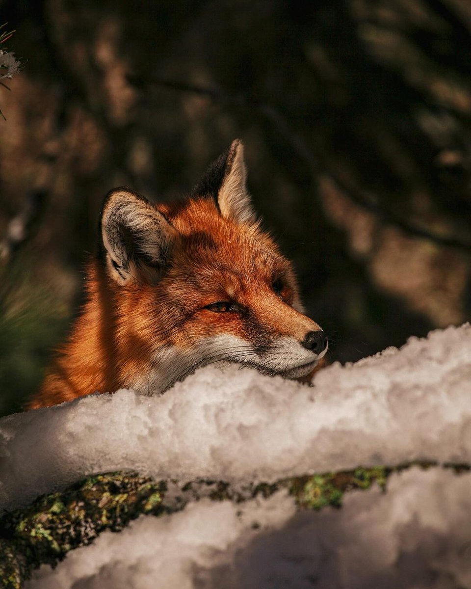 Watching the wildlife in the Slovak mountains is something you can do with us. If you need some ideas, just check the link 👉 adventoura.eu RT #slovakia #wildlife #fox #adventoura 📸 by @mikesevcik