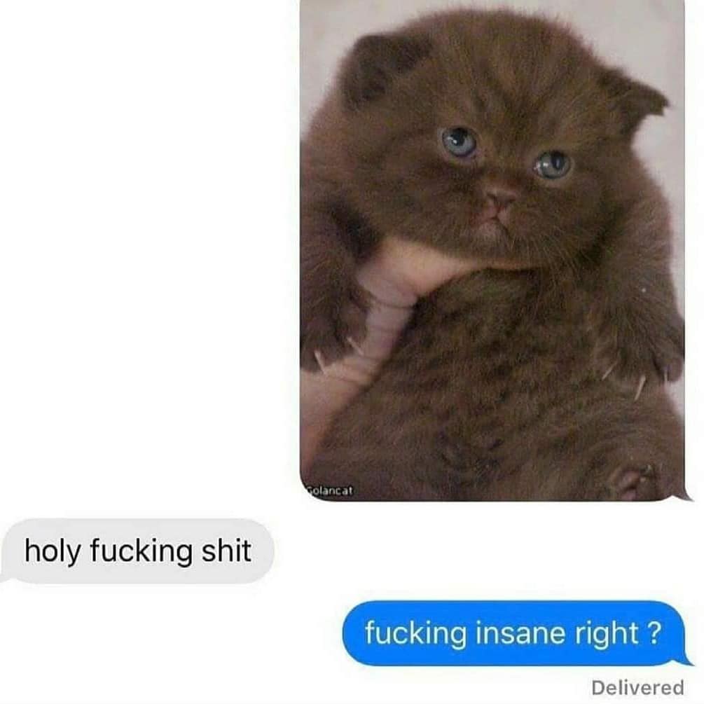 Punch Cat tweet media