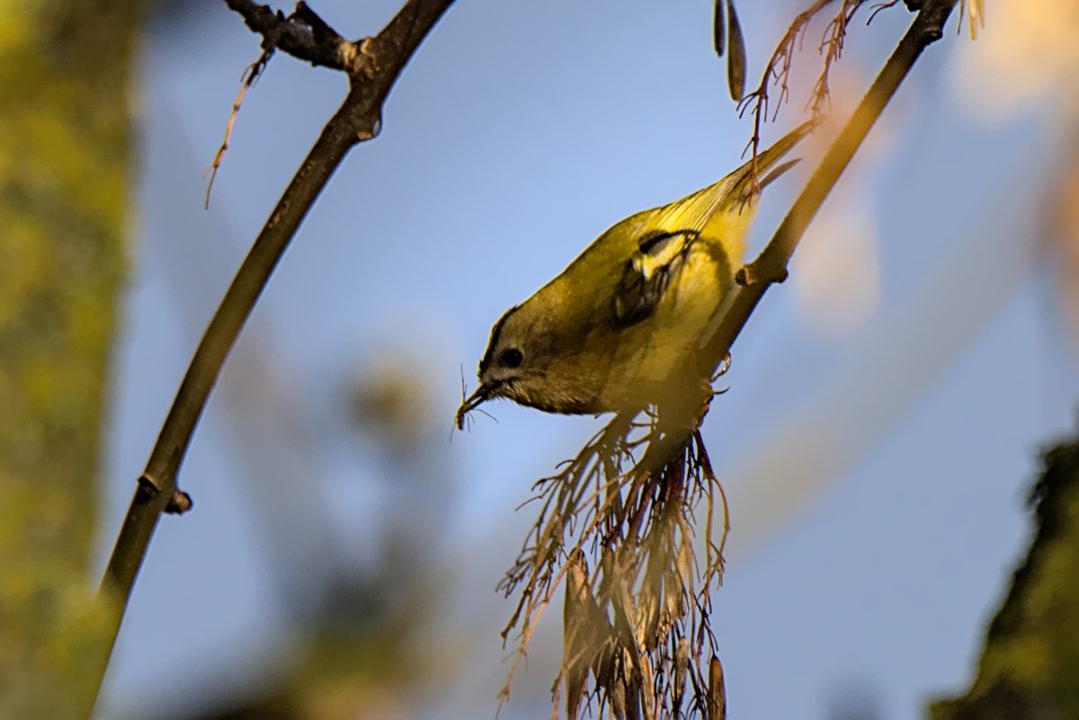 A bit of frost out early this morning, and extensive flooding, but glorious sunshine too.  Seemed to be a day for lots of little birds with wren, goldcrest, treecreeper and long-tailed tits giving good views.

#UKbirds #UKwildlife #Birding