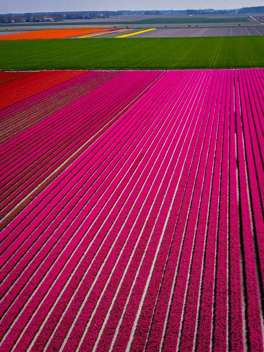 Netherlands in 2 months! 🌷🇳🇱 More pics 👉🏻 @arden_nl 📸 #tulip #tulips #netherlands