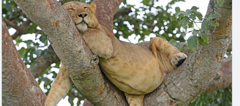 adventureoutfit's tweet photo. #Caturday  Sometimes you need a nap!   Just be sure to get outside today for some fresh air and exercise afterwards!! https://t.co/rYzqtOB4ro