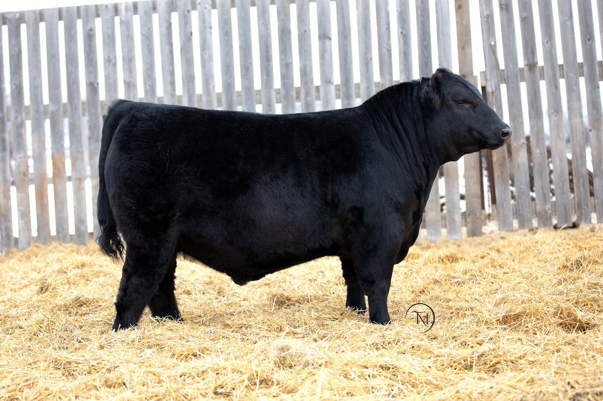A week away from the Associates Bull Sale, our feature angus bull and one of the best bulls we have ever raised. JT Friction 77L