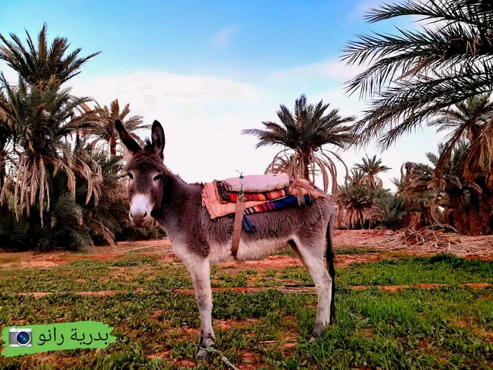 ولد المرحوم الحاج (@jeje889205) on Twitter photo 