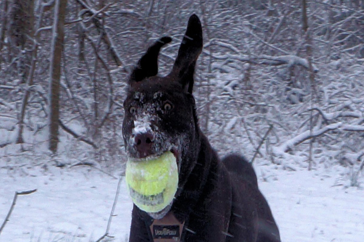 BuddynPup's tweet photo. Puparoni Playing n the snow https://t.co/lRZA6IwjCa via @YouTube https://t.co/8dC8qhaROm