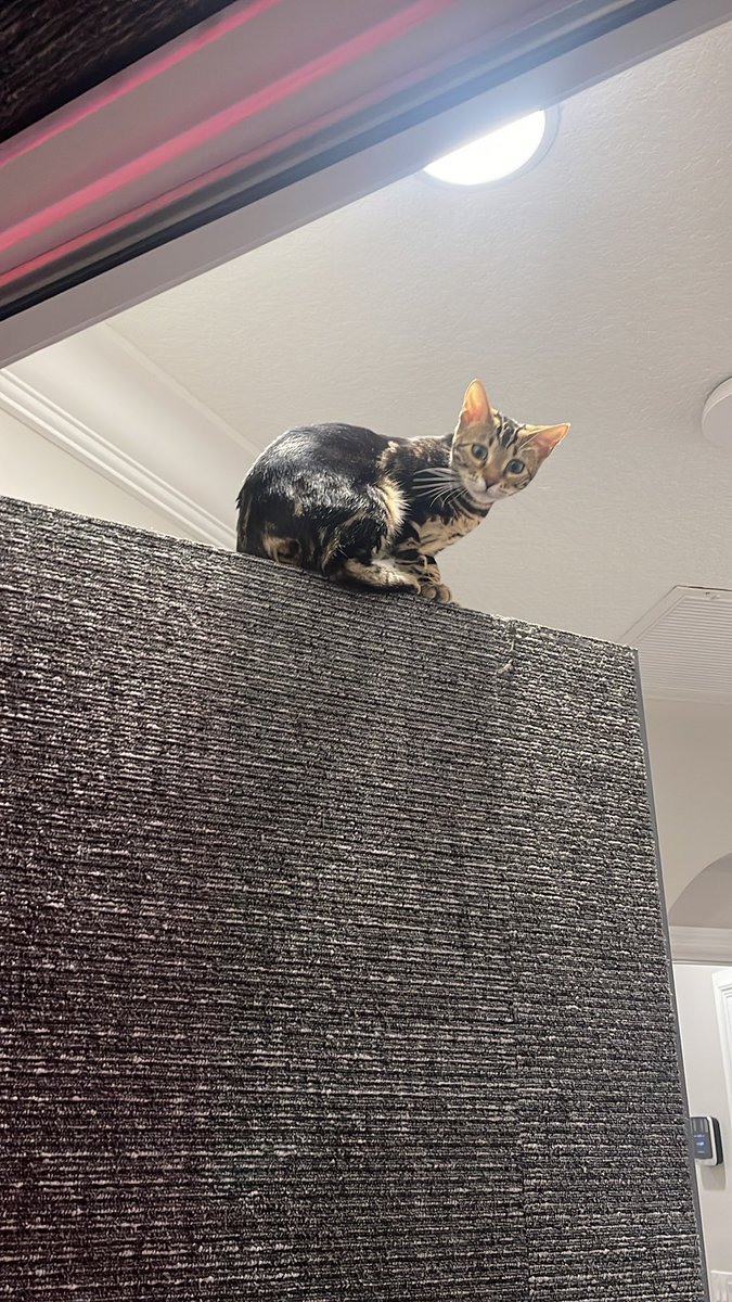 dteam cats thinker (@dteamcatsthinkr) on Twitter photo 