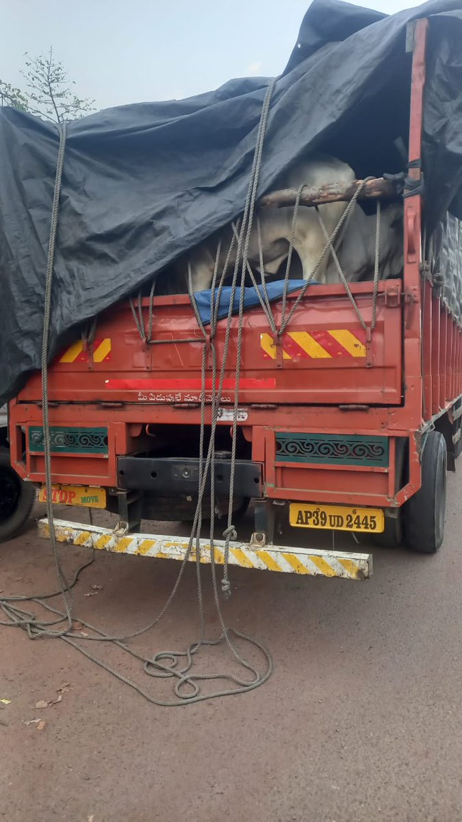 Mercy_for_Cows's tweet photo. 34 Gomatas (cows) rescued on 23rd Feb, 2024 in Simuliā, Balesore, Odisha 

@Naveen_Odisha

@dpradhanbjp

@AprajitaSarangi

@NIA_India

@pfaindia https://t.co/rzrvel16CQ