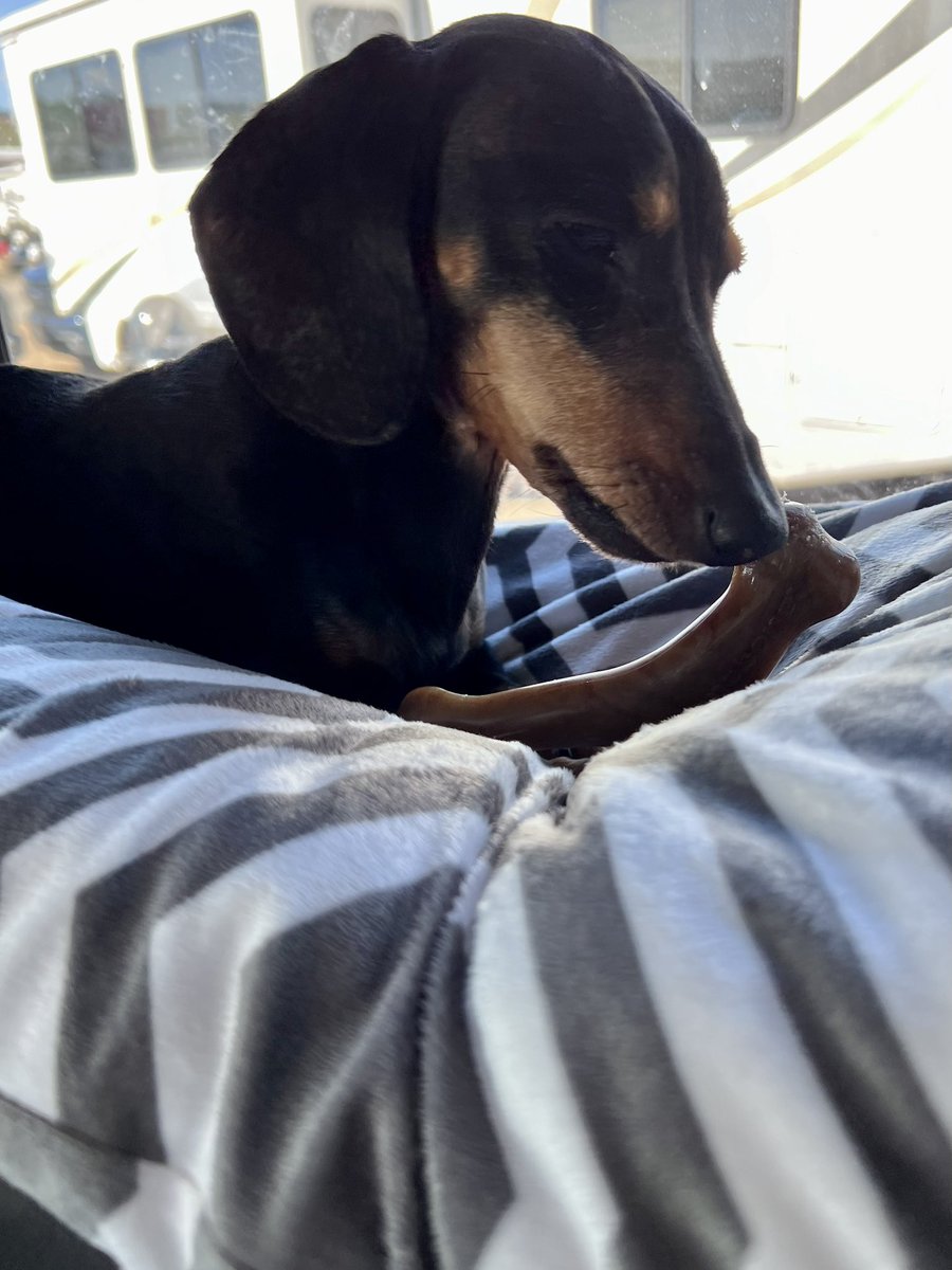dirtgirlatheart's tweet photo. @mybenebone @Mc_Driver @Team_FRM Roscoe and Oliver are loving their bones from the fan zone. Thanks @Benebone 🐶🏁🐾 #doxies #racedogs https://t.co/fjM6y1yz8Y