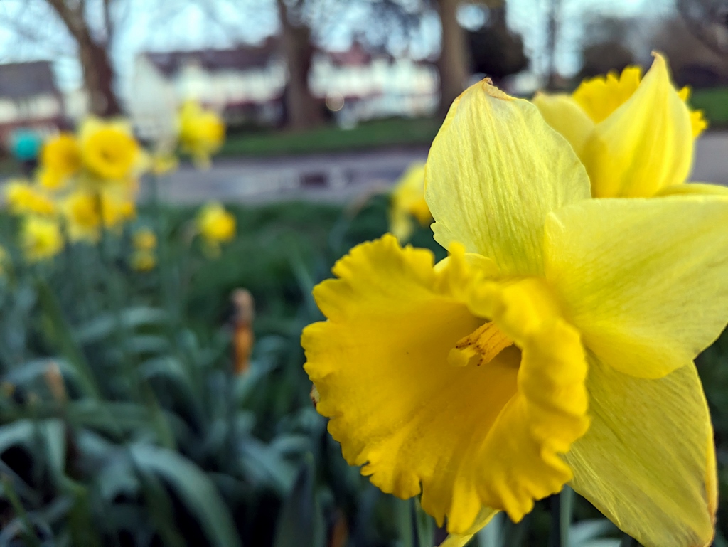FurnerStephen's tweet photo. Downhills Park Tottenham. In the setting sunlight the golden daffodils displayed themselves in competition with the flowering trees. Spring isn’t here yet, but it is close.
@haringeycp
@haringeytoday
@Our_Tottenham
@DownhillsCafe
@tottenhamlife
#haringey #tottenham https://t.co/TQNes0FRG8
