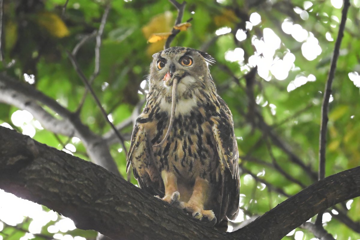 ParamClicks's tweet photo. Do I look like I give a rat's ass? Flaco, the Eurasion eagle-owl that fled a New York zoo & survived in the wild until his fatal accident in Manhattan Friday, cherished every moment as a free bird. My favorite shot of him at the tail end of his rodent feast @ Central Park. (2023-08-30) #BBCWildlifePOTD #ThePhotoHour #IndiAves #birdcpp #Flaco