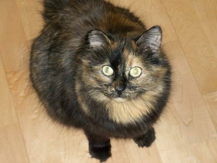 It's Caturday! Here I am many years ago with a few more lbs on me. 😹Have a great day, everyone! #Caturday #superseniorcatsclub #cats #CatsLover #CatsOnTwitter <a href="/jenryancorkran/">Jen Ryan</a>