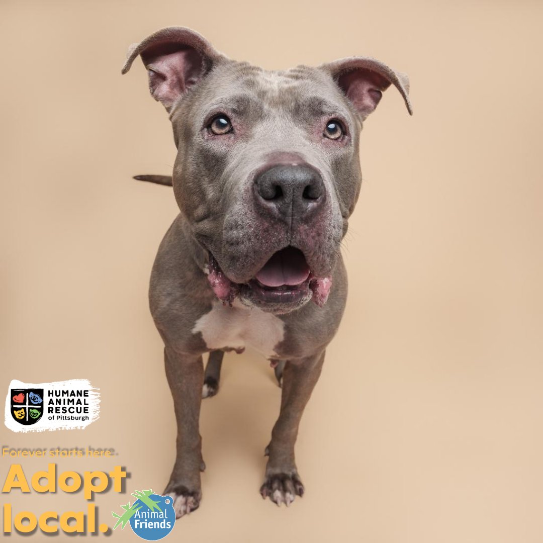 HARPSavesLives's tweet image. This week&apos;s #adoptlocal spotlight is Wisteria! This 6-year-old gal is looking for her forever home: bit.ly/3uaTJJX

@Animal_Friends and HARP encourage you to #AdoptLocal! Save a life and give a second chance to a homeless animal right here in our community.