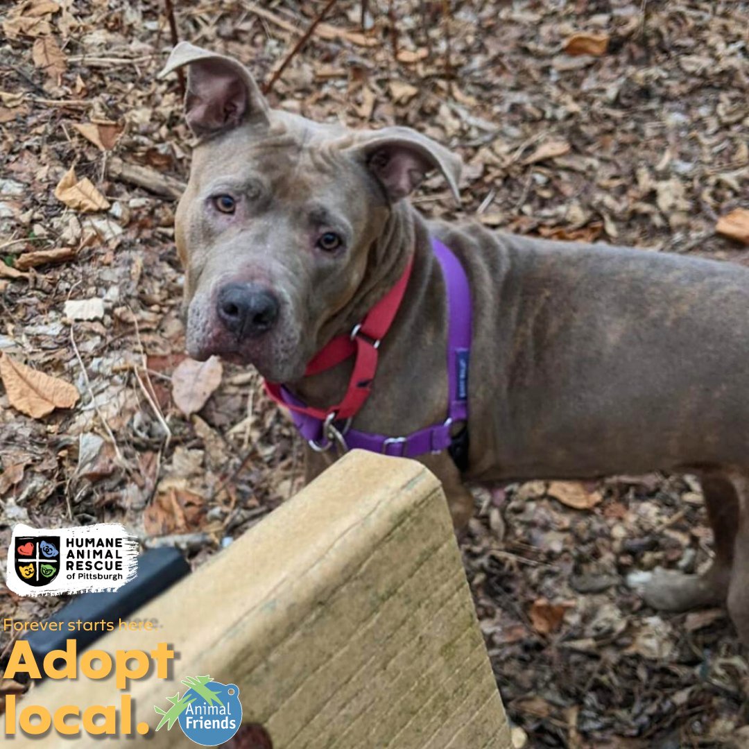 HARPSavesLives's tweet image. This week&apos;s #adoptlocal spotlight is Wisteria! This 6-year-old gal is looking for her forever home: bit.ly/3uaTJJX

@Animal_Friends and HARP encourage you to #AdoptLocal! Save a life and give a second chance to a homeless animal right here in our community.