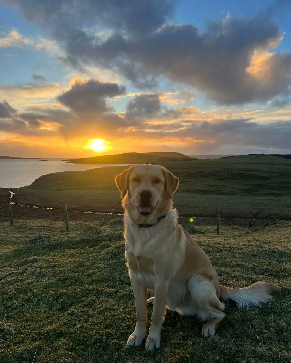 Milo enjoying the sunset tonight.