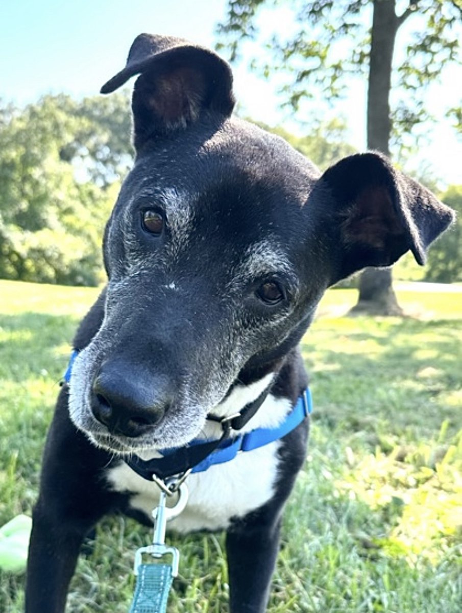HumaneRescue's tweet photo. Community Allies are reliable companions for vulnerable animals in need like Tobby. Join with a recurring gift of $25 or more today and receive a complimentary HRA blanket! https://t.co/qkLUnj0OtB #CommunityAlly #HumaneRescue https://t.co/zIJzjSjIH3