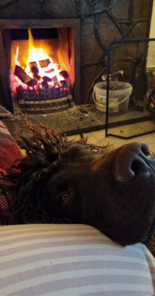 All tuckered out from his  escapades 😁🥰 #irishwaterspaniel #dogs #canines