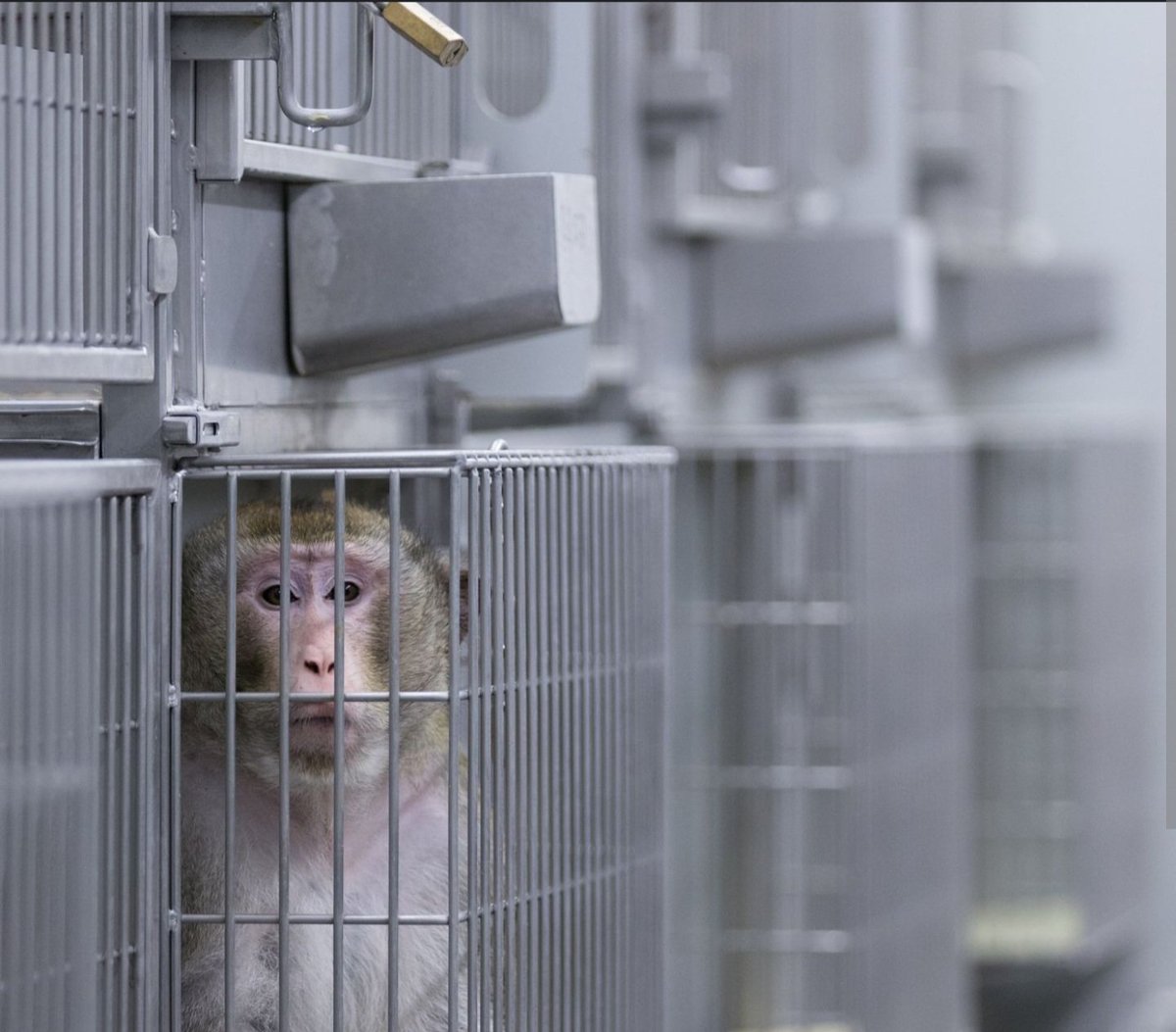 A planned breeding facility in south Georgia would house tens of thousands of monkeys for research. It's now getting pushback from residents and animal rights activists.
#AnimalExperimentation #AnimalTesting #Monkeys

npr.org/2024/02/23/123…