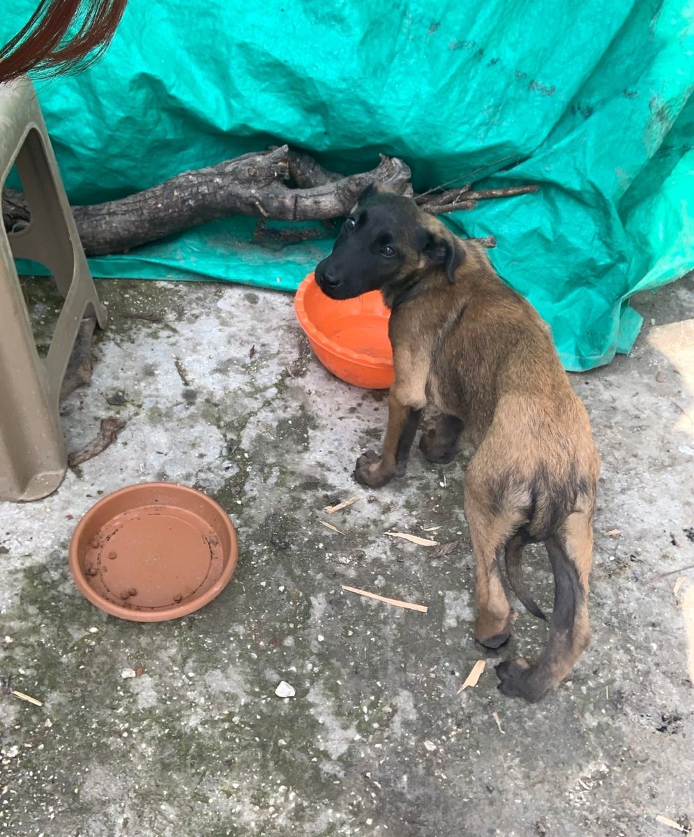 Acil hatay Geçici kalıcı yuva aranıyor Belcika kurdu kötü şartlarda bakılıyor 🥹 Bu insanlari öyle iyi anlarım ki Benim yeni yetme serseri kuzenimde 2 pitbul getirmişti İstedim vermedi deprem de sokağa attı ve bana kısmet oldu Çok güzel yuvaları oldu. Lütfen kurtaralim