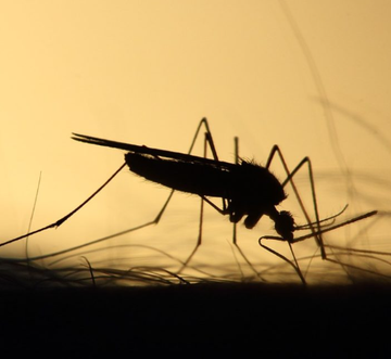 KalangoFertunga's tweet photo. ESSA NÓIA SÓ VIVE EM ESTADO DE HIBERNAÇÃO DO PÓ, E QUERENDO HOLOFOTE LACRAL!😤

PQP, ME AJUDA AI!!🧐

"Mulheres pretas e pardas são as mais afetadas pela dengue no Brasil. Isso é racismo mosquital." disse a ministra em entrevista. https://t.co/47yPRAeiHJ