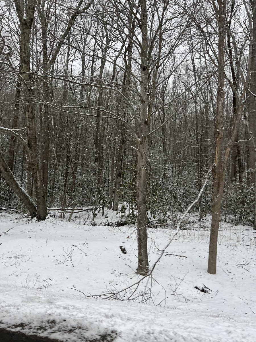 Snow day in the high country of WNC #ncwx