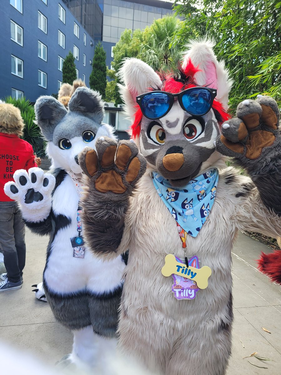 Interrupted a comical boop fight for these photos 🤭 <a href="/TillyWolf/">𝓣𝓲𝓵𝓵𝔂 🦋</a> <a href="/Boxer_Fox/">BoxerFox</a> <a href="/rainthewolff/">Rain🔜Fudu26</a> #MFC2024
