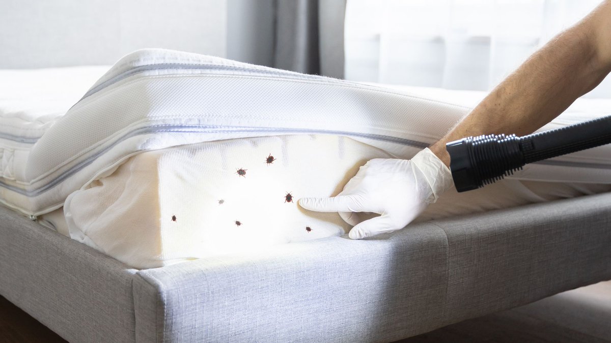 Don't let the bed bugs bite!🐜
blog.remax.ca/dealing-with-b…
#bedbugs #infestations #exterminations #homecare #bedbugremoval #healthyhome
