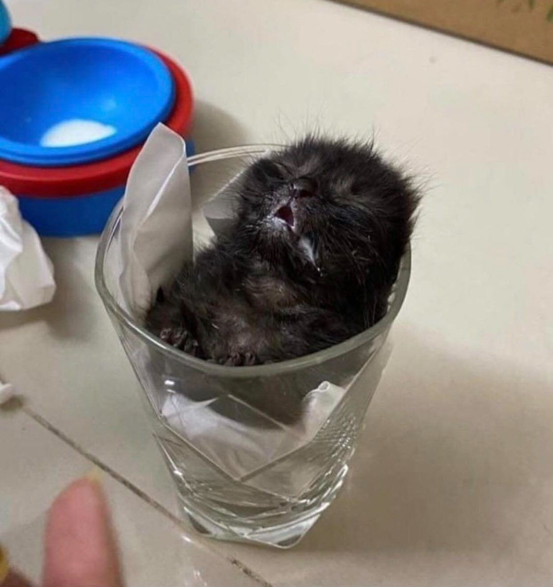 Punch Cat tweet media