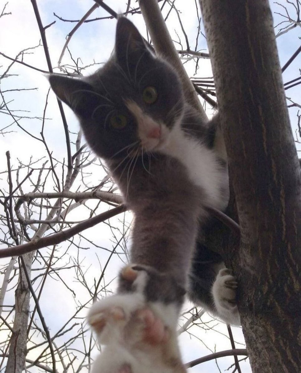 Punch Cat tweet media