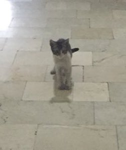 Ceza hukukunun üç amacı;caydırıcı olma,ıslah etme,toplumun vicdanını rahatlatma saiklerine tam olarak hizmet etmedir.

#ibrahimkeloğlantutuklansın