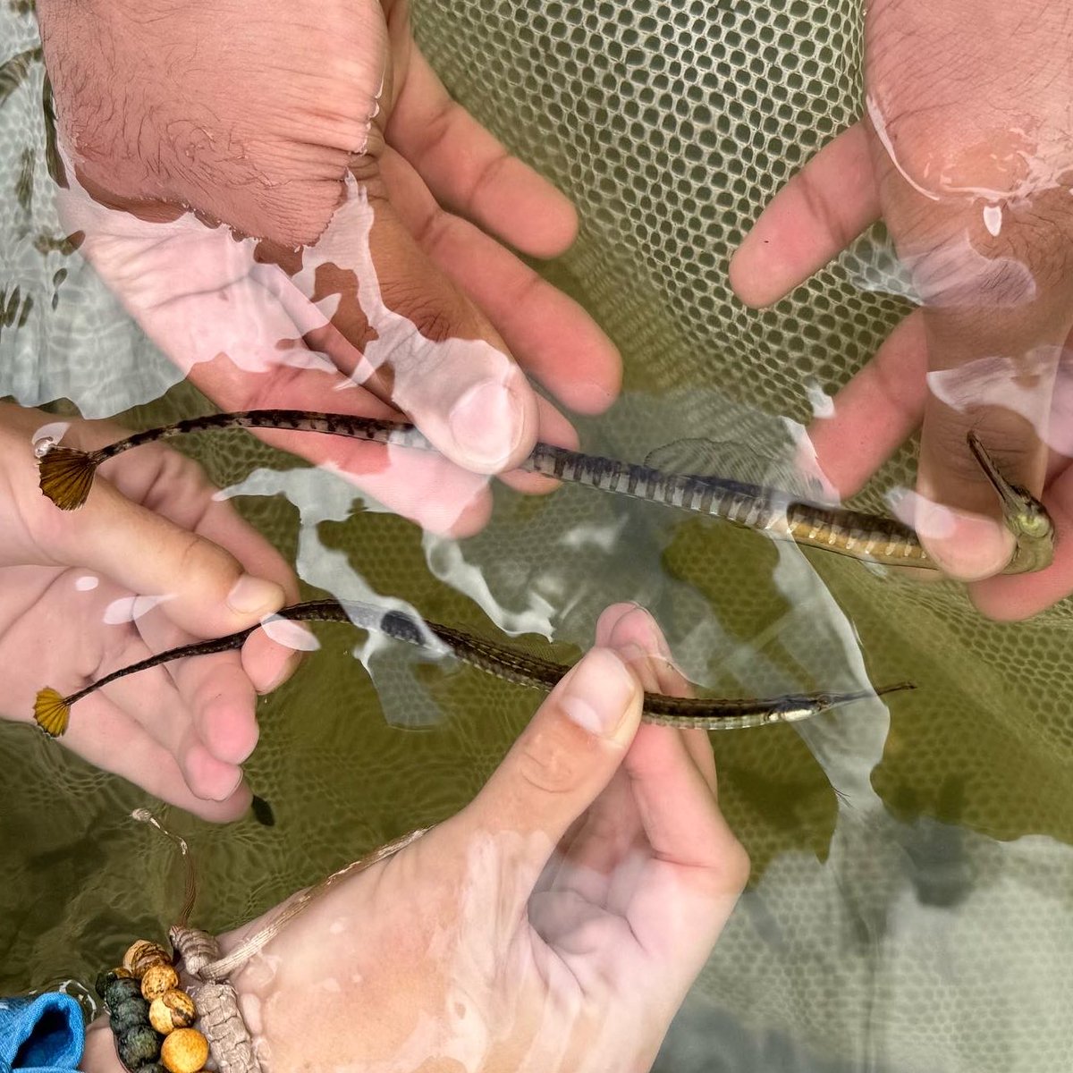 In the world of Pipefish, it is quite common for the female fish to have flashy coloring to attract males. This is quite the contrast to many other animal species, where males use bright colors to attract female specimens. Can you tell which Chain Pipefish is the female?