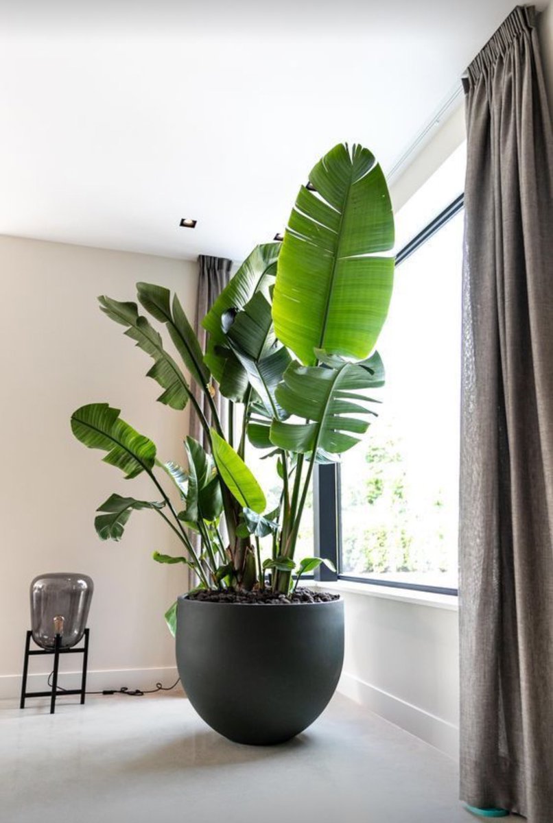 DecorSigngh's tweet photo. There are various reasons why to bring plants into the LIVING spaces. Studies suggest that plants can have a positive effect on our mood and productivity,also enhance concentration, and reduce stress.Moreover,they can help to clean air in indoor spaces
#DecorSignExpo
#WIDACAfrica https://t.co/xHpPxIrdSa