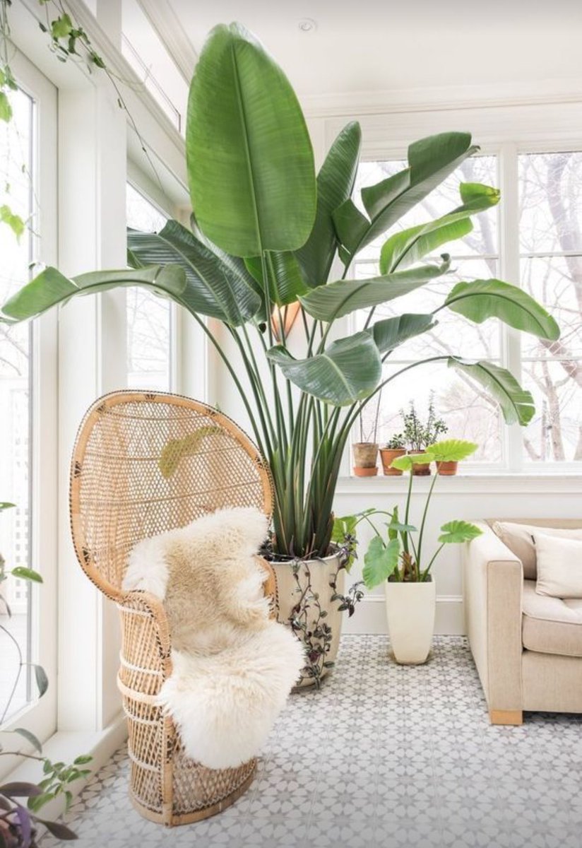 DecorSigngh's tweet photo. There are various reasons why to bring plants into the LIVING spaces. Studies suggest that plants can have a positive effect on our mood and productivity,also enhance concentration, and reduce stress.Moreover,they can help to clean air in indoor spaces
#DecorSignExpo
#WIDACAfrica https://t.co/xHpPxIrdSa