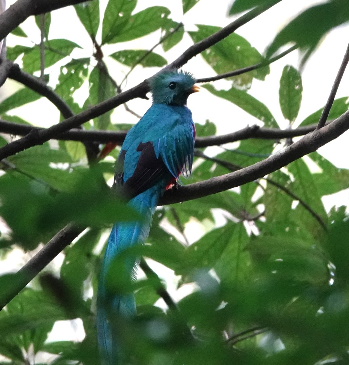 MalleyAndrew's tweet image. What a striking bird with such beautiful tail streamers.  This male Resplendent Quetzl flew low between trees in front of us before alighting  close to a female. One of 3 seen at Finca Lerida near Boquete, Panama.