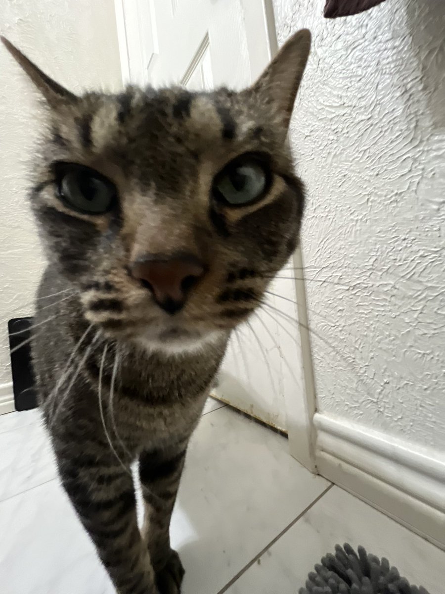 QualityPoptarts's tweet photo. hey guys my roommate left the ONLY window my cats can get out of open for some fucking reason, and we can’t find Drago. if you’re in the TWU area of Denton please keep an eye out for him. it’s been almost two days since we’ve seen him https://t.co/os9hKAmzuL