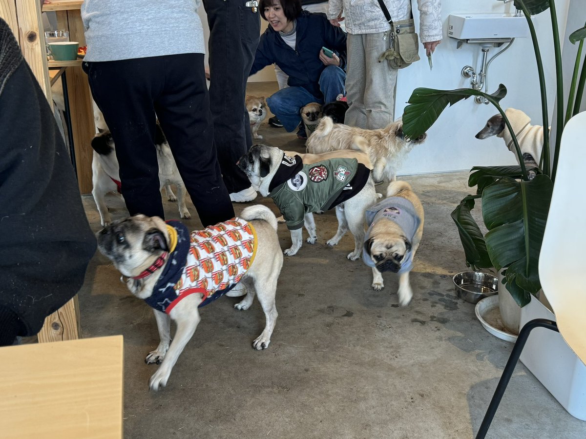 ほぼパグで幸せ