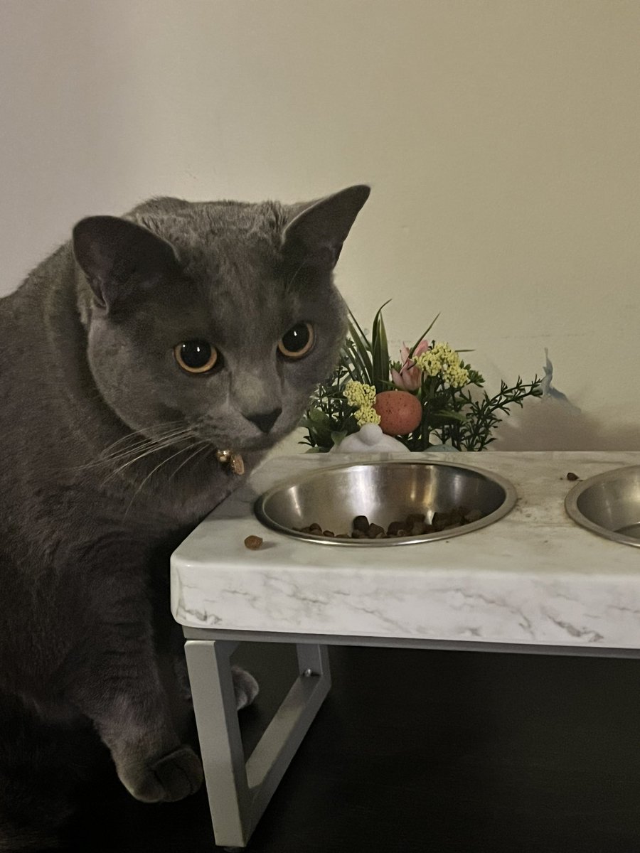 ShellySmallz's tweet image. #PrettyKitty Just up on my table like she OWNS the joint 💀 #DaysAgo 🐈‍⬛ #Nebula