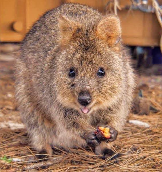 Do you like Quokka ? #RottnestIsland #Quokka #Like