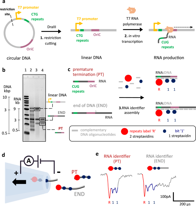 Single-molecule RNA sizing enables quantitative analysis of alternative transcription termination dlvr.it/T3CVrb nanotechnology