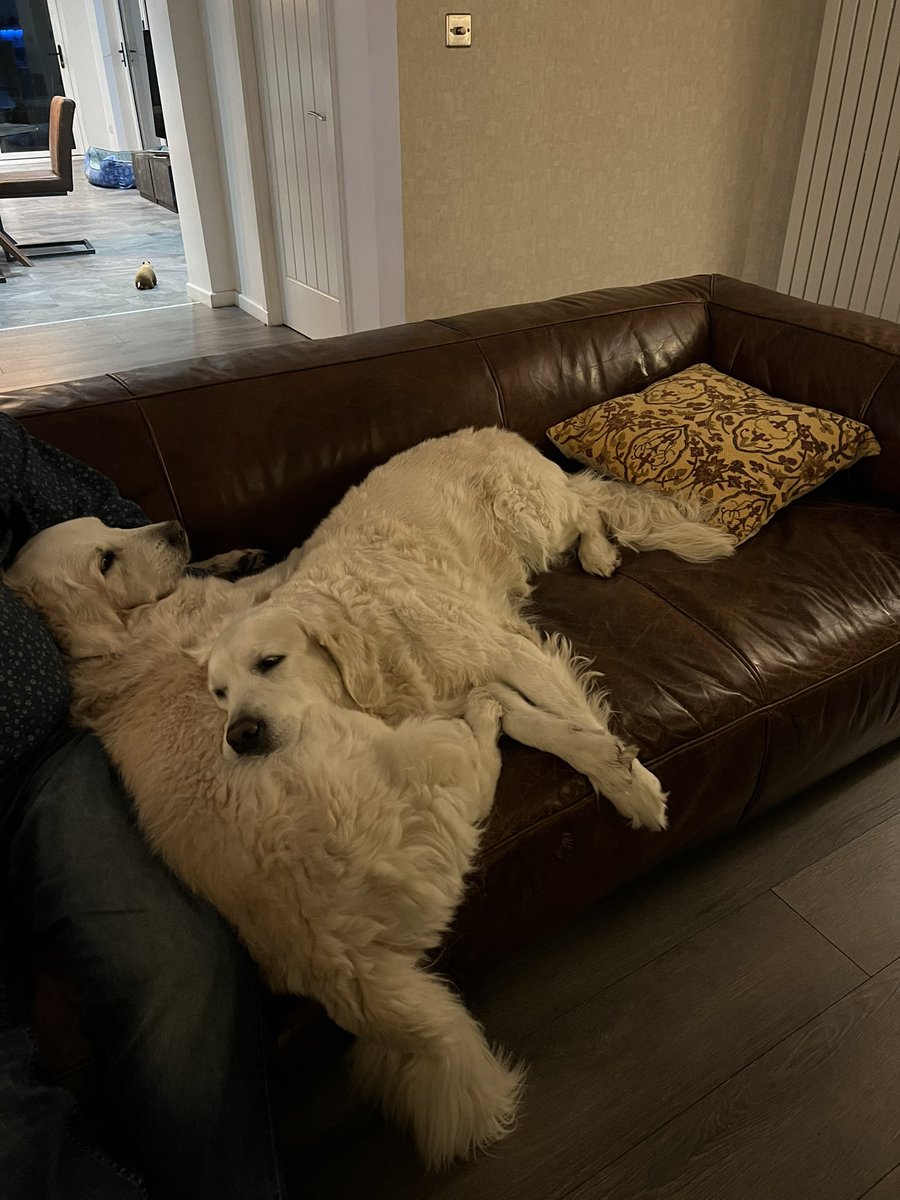 Is it worth denying we’re on the sofa? Thought not. 🐾🐾#SaturdayMood #goldenretrievers