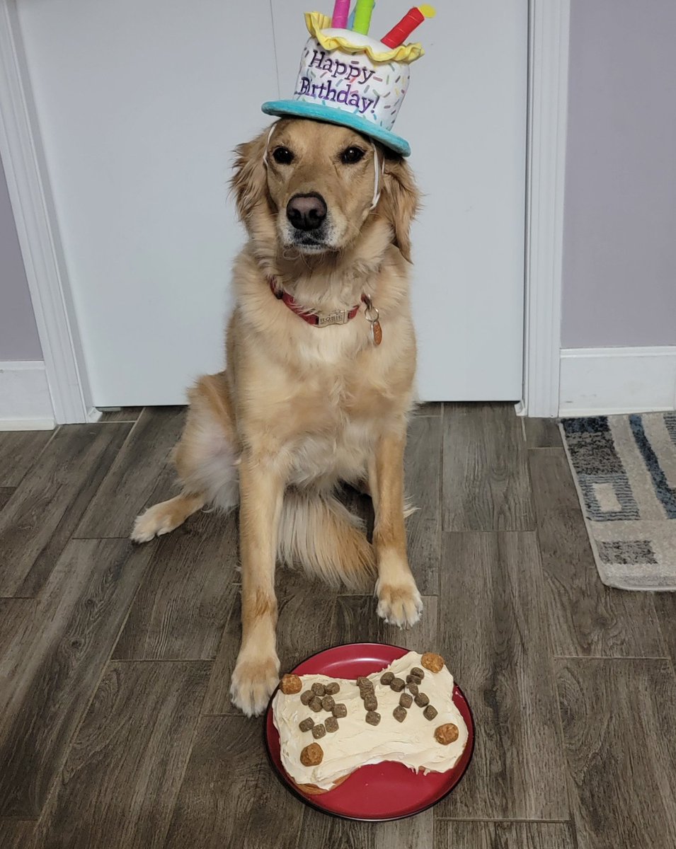 Hi Frens! Today is my 6th Birfday!! Look what my Momma made me.....it was soooo good! #Goldens #Rosie #HBD