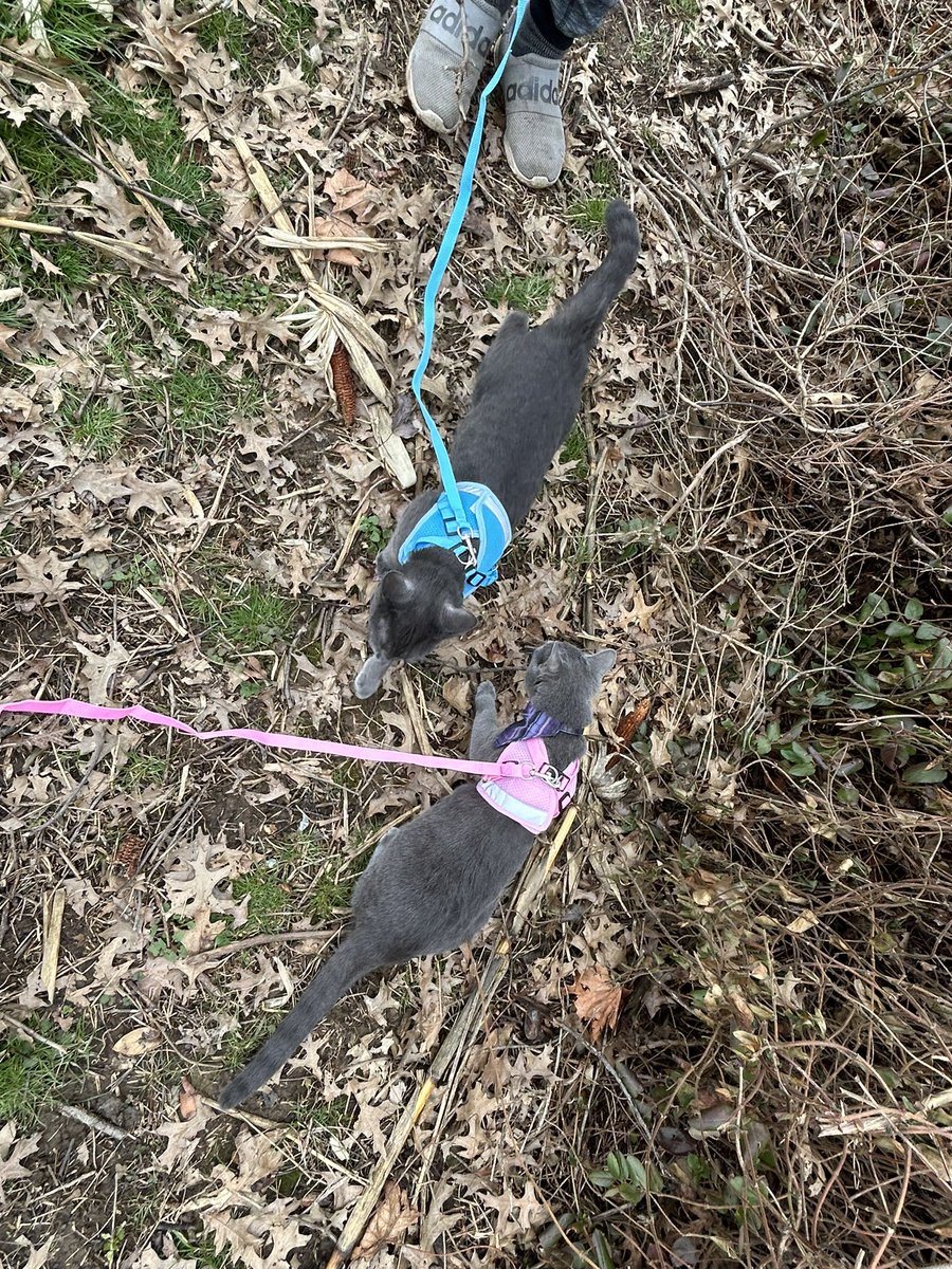 Taking our new harnesses for a spin! What do you think? #CatsOfX #caturday #outdooradventures #leashtraining #testdrive #graycat #pinkandblue #kittytwitter
