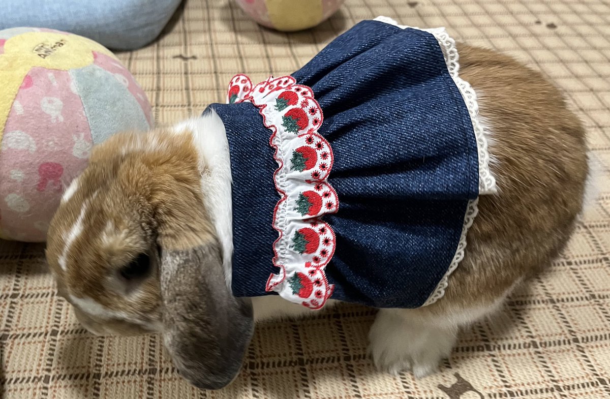 yui_naro's tweet photo. 先日Rabbit EXPO行ってきました🐰
帽子に乗せるだけドレスにステッカーに、、
可愛いグッズがたくさんでした💕

仕事休んで行ってよかった🥺✨

#うさぎ #bunny #うさぎ好きさんと繋がりたい https://t.co/HSYhGuqxB9