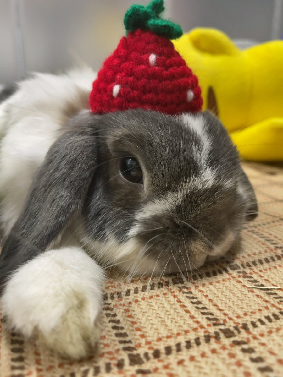 yui_naro's tweet photo. 先日Rabbit EXPO行ってきました🐰
帽子に乗せるだけドレスにステッカーに、、
可愛いグッズがたくさんでした💕

仕事休んで行ってよかった🥺✨

#うさぎ #bunny #うさぎ好きさんと繋がりたい https://t.co/HSYhGuqxB9