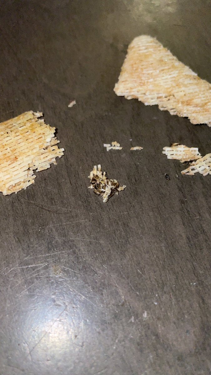 MandyBeanpc's tweet photo. @TheRealTriscuit my mom found a fly baked into her cracker 🤢🤢🤢🤢 https://t.co/PzksKwxaok
